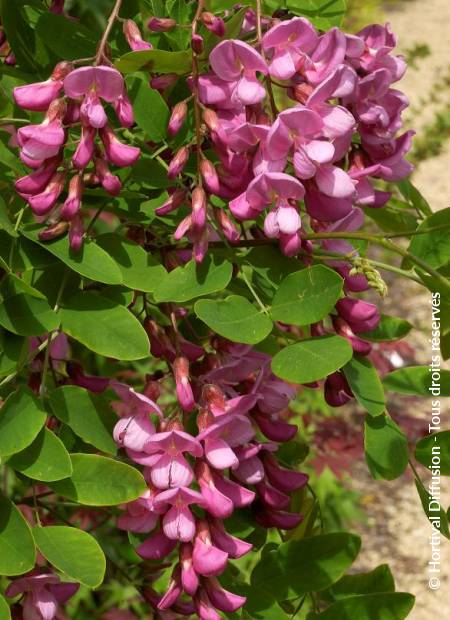 © Hortival Diffusion - Tous droits réservés