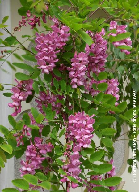 Robinia x margaretta ´Casque Rouge´, Schöner kleinkroniger …