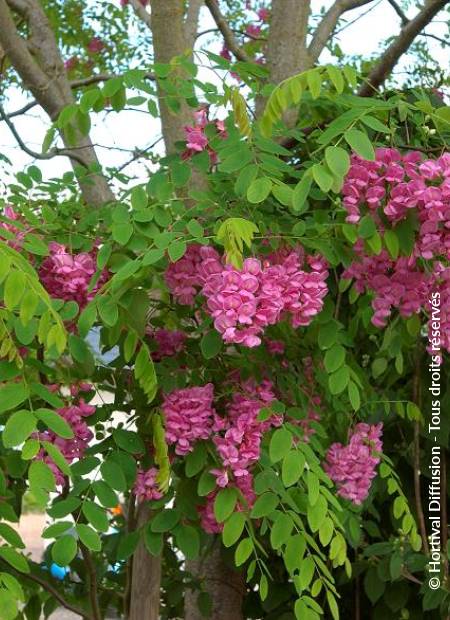 Robinia x margaretta ´Casque Rouge´, Schöner kleinkroniger …