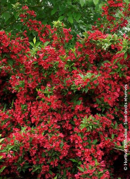 © Hortival Diffusion - Tous droits réservés