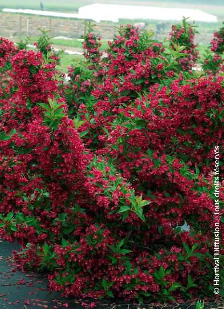 © Hortival Diffusion - Tous droits réservés