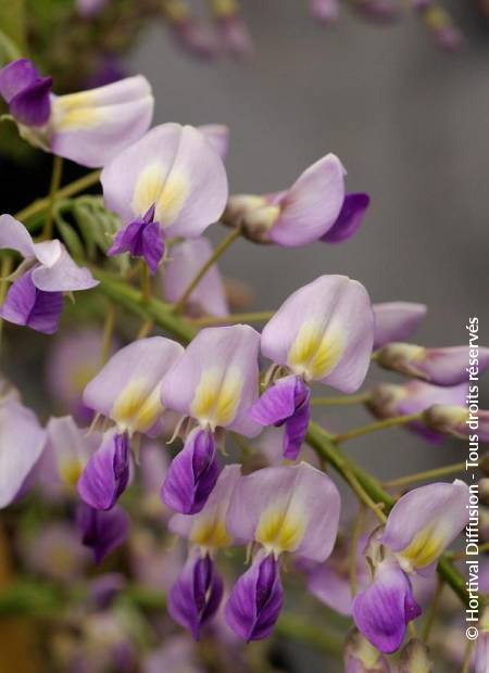 © Hortival Diffusion - Tous droits réservés