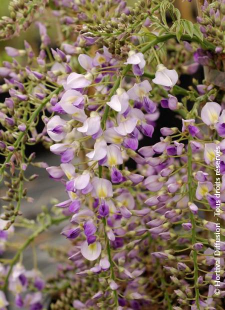 © Hortival Diffusion - Tous droits réservés