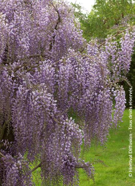 © Hortival Diffusion - Tous droits réservés