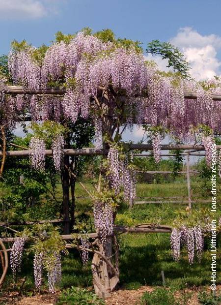 © Hortival Diffusion - Tous droits réservés