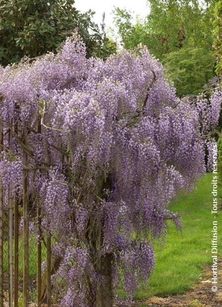 © Hortival Diffusion - Tous droits réservés