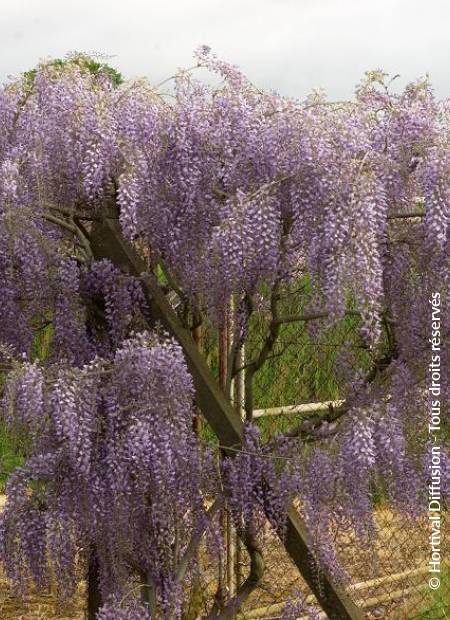 © Hortival Diffusion - Tous droits réservés