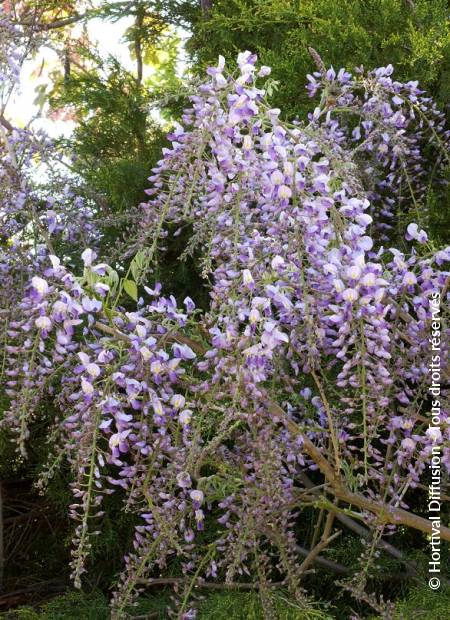 © Hortival Diffusion - Tous droits réservés