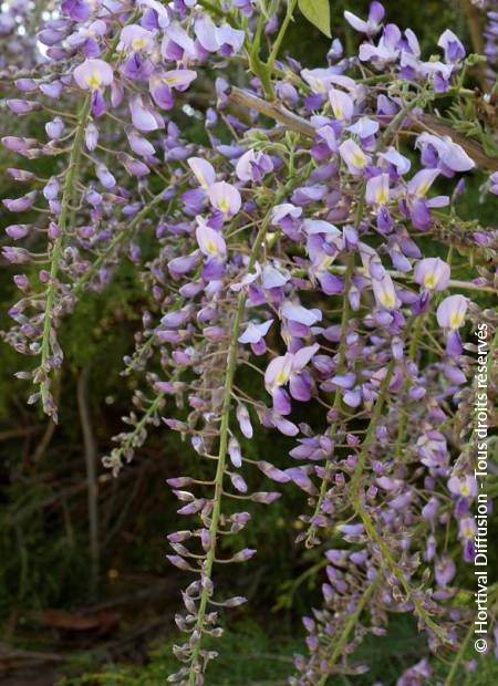 © Hortival Diffusion - Tous droits réservés