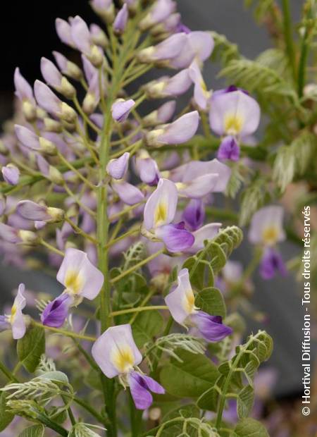 © Hortival Diffusion - Tous droits réservés