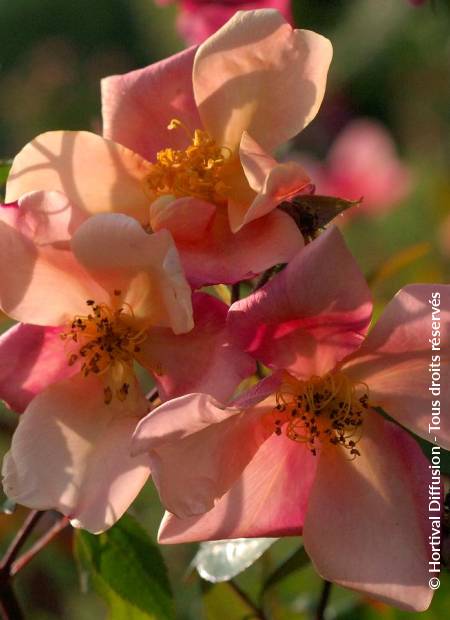 © Hortival Diffusion - Tous droits réservés