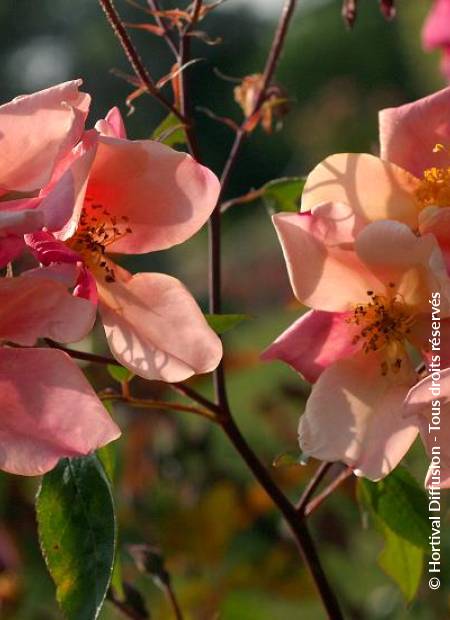 © Hortival Diffusion - Tous droits réservés