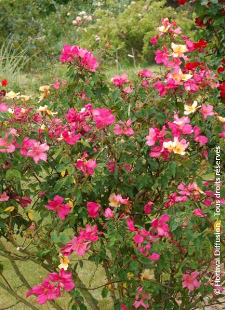 © Hortival Diffusion - Tous droits réservés