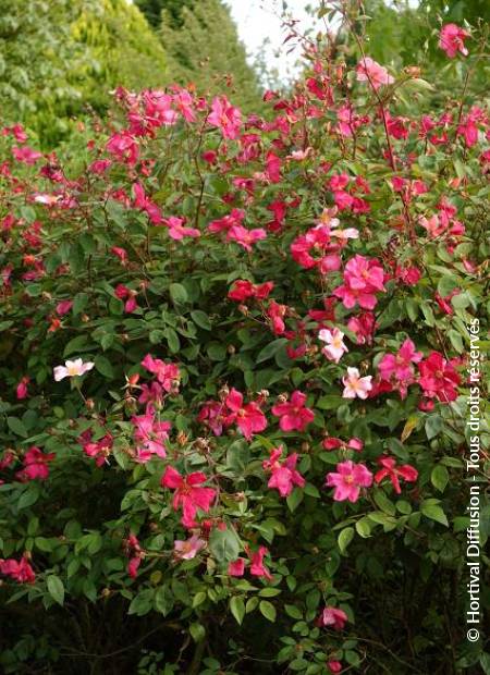 © Hortival Diffusion - Tous droits réservés