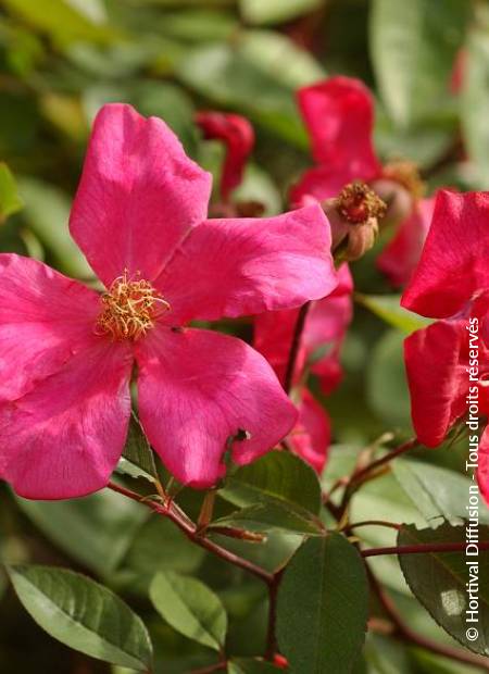 © Hortival Diffusion - Tous droits réservés