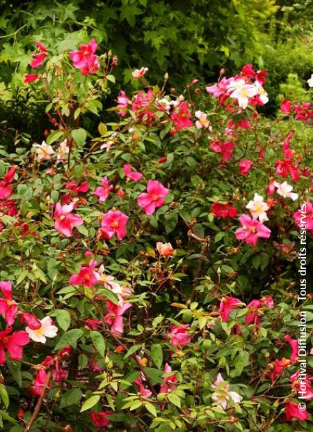 © Hortival Diffusion - Tous droits réservés