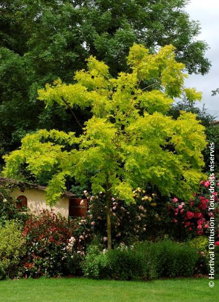 © Hortival Diffusion - Tous droits réservés