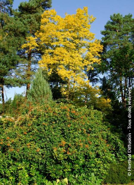 © Hortival Diffusion - Tous droits réservés