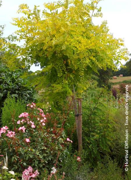 © Hortival Diffusion - Tous droits réservés