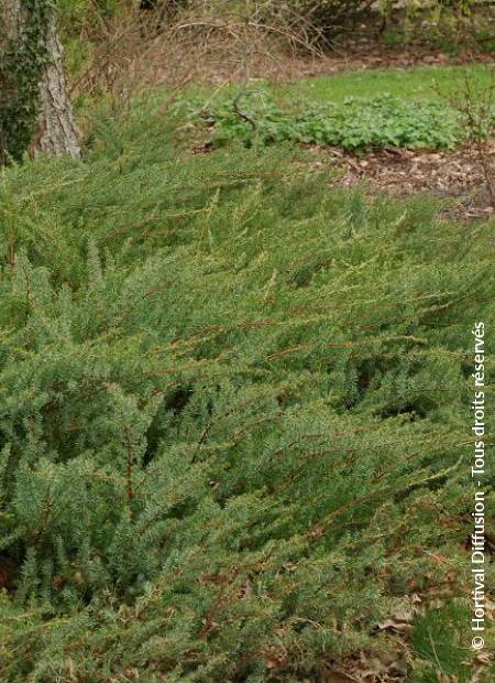 © Hortival Diffusion - Tous droits réservés