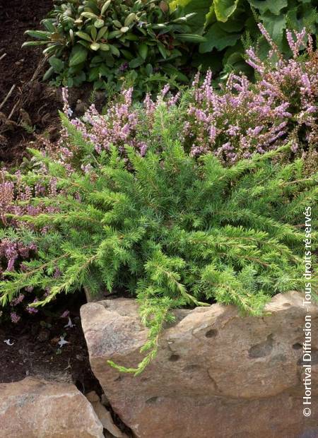 © Hortival Diffusion - Tous droits réservés