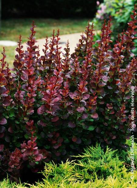 © Hortival Diffusion - Tous droits réservés