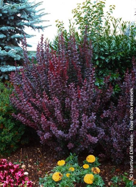 © Hortival Diffusion - Tous droits réservés