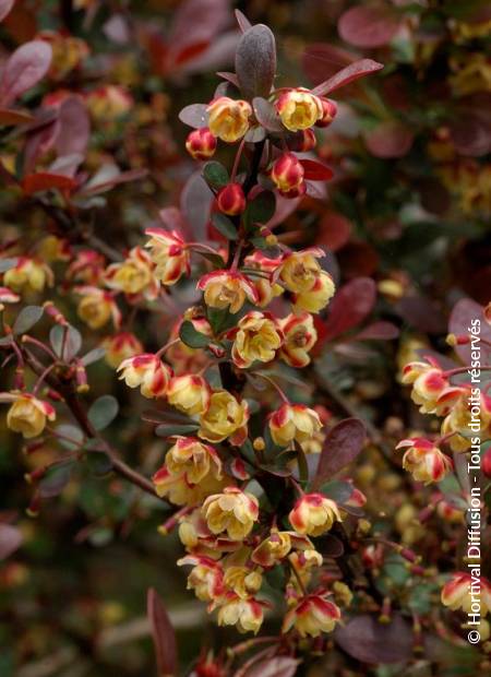 © Hortival Diffusion - Tous droits réservés