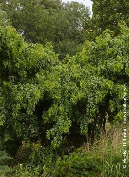 © Hortival Diffusion - Tous droits réservés