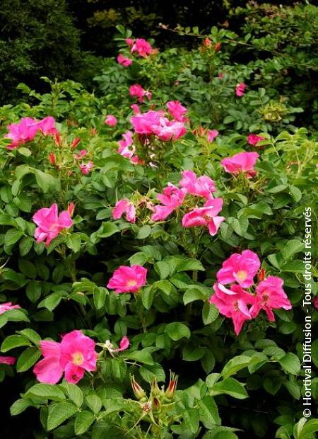 © Hortival Diffusion - Tous droits réservés