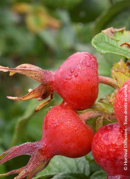 © Hortival Diffusion - Tous droits réservés