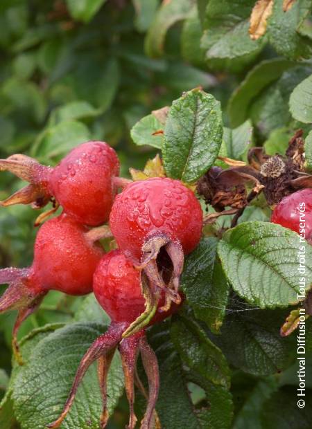 © Hortival Diffusion - Tous droits réservés