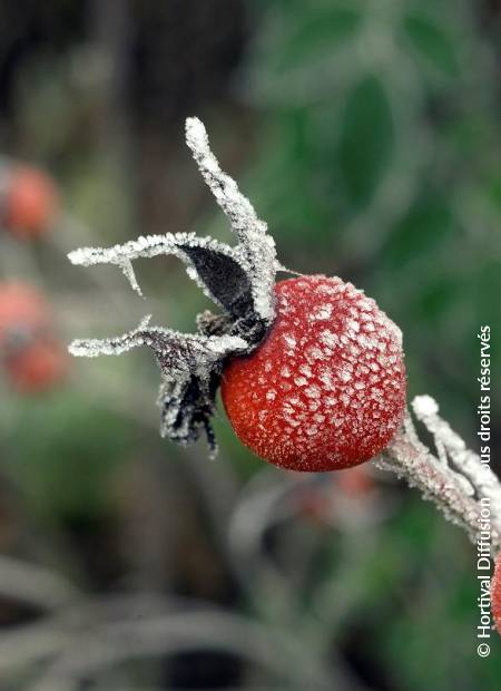 © Hortival Diffusion - Tous droits réservés