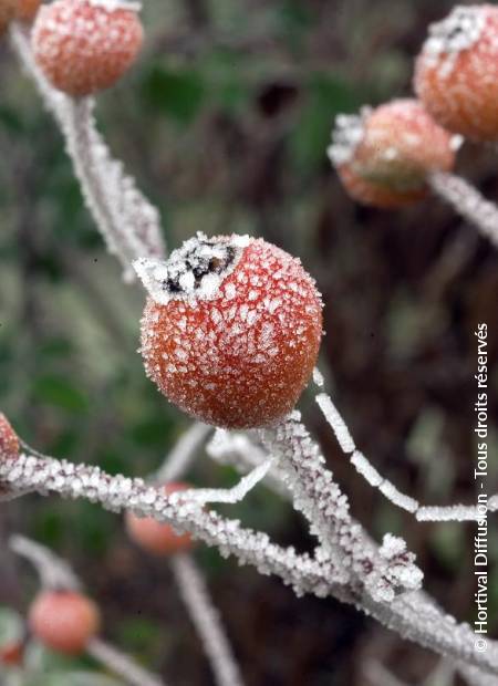 © Hortival Diffusion - Tous droits réservés