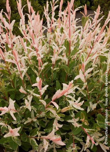 © Hortival Diffusion - Tous droits réservés