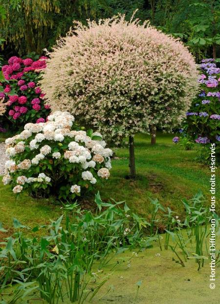 © Hortival Diffusion - Tous droits réservés