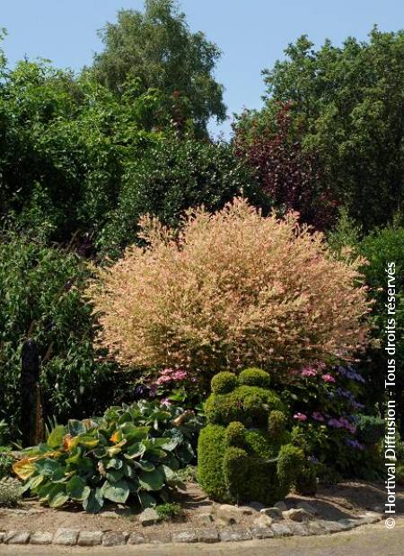 © Hortival Diffusion - Tous droits réservés