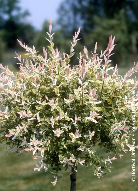 © Hortival Diffusion - Tous droits réservés