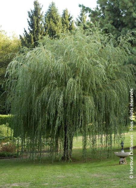 © Hortival Diffusion - Tous droits réservés