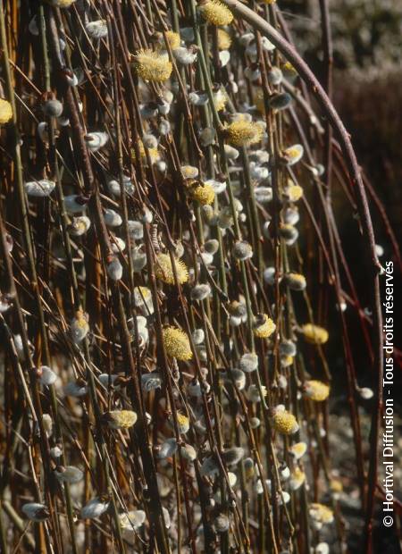 © Hortival Diffusion - Tous droits réservés