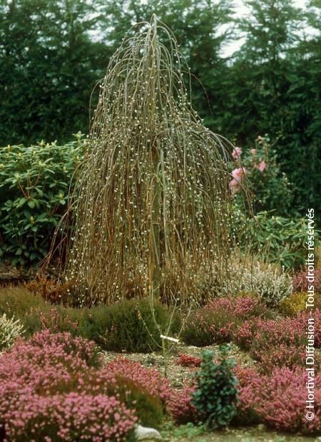 © Hortival Diffusion - Tous droits réservés