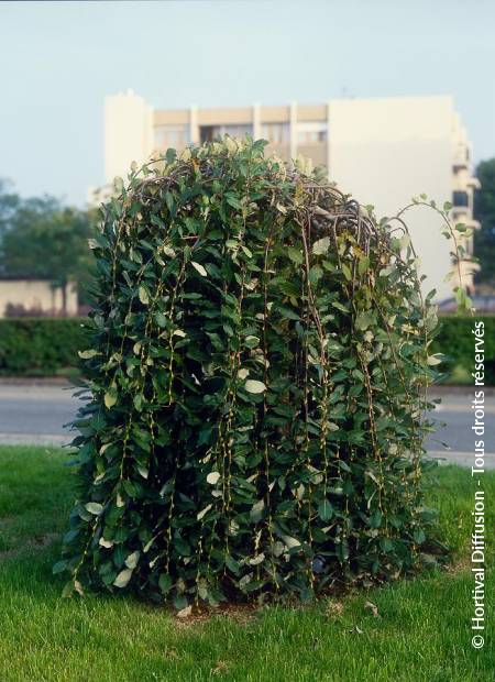 © Hortival Diffusion - Tous droits réservés