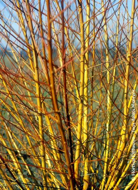 © Hortival Diffusion - Tous droits réservés