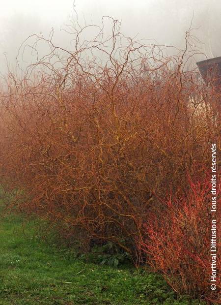 © Hortival Diffusion - Tous droits réservés