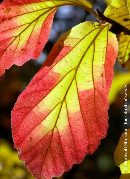 © Hortival Diffusion - Tous droits réservés