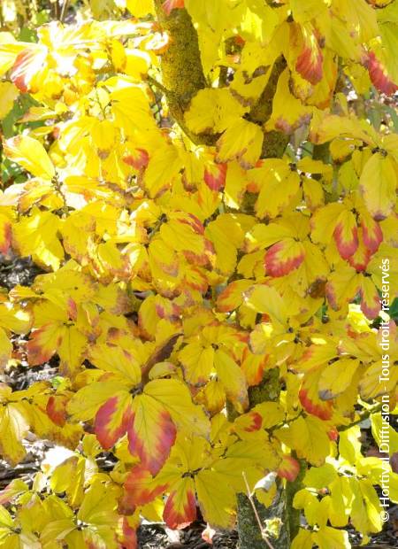 © Hortival Diffusion - Tous droits réservés