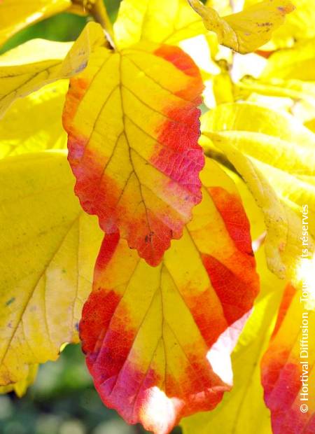 © Hortival Diffusion - Tous droits réservés