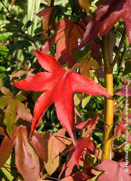 © Hortival Diffusion - Tous droits réservés