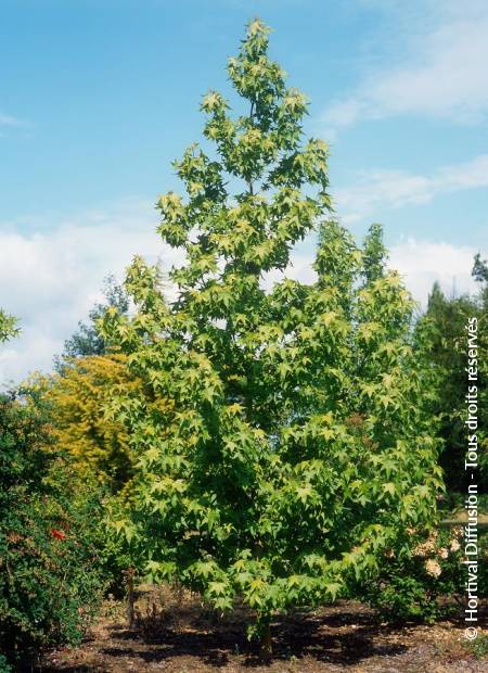 © Hortival Diffusion - Tous droits réservés