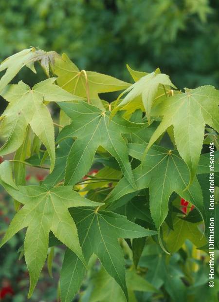 © Hortival Diffusion - Tous droits réservés